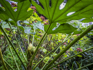 蒙彼利埃植物园