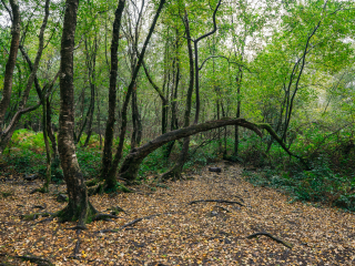 布罗塞利昂德森林