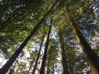 布罗塞利昂德森林