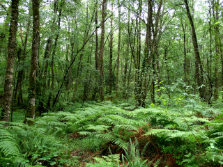 布罗塞利昂德森林