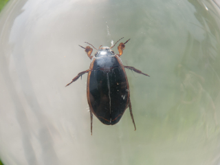 蒙特利尔昆虫馆