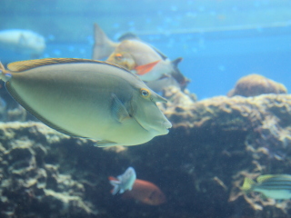 冲绳美丽海水族馆