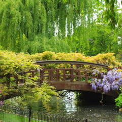 Queen Mary's Garden, London