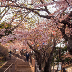 Hakodate,Hokkaido,Japan on April 29,2018:Toutists enjoy cherry blossom viewing(Hanami) at Hakodate Park in spring.

