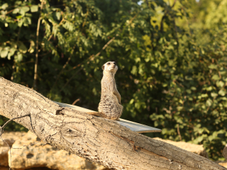 法兰克福动物园