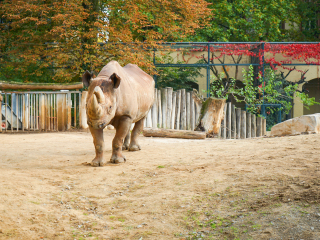 法兰克福动物园