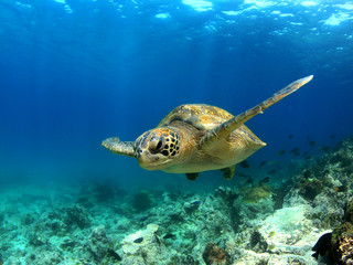 海龟岛国家公园