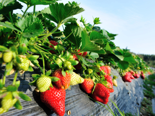 久能石垣草莓园