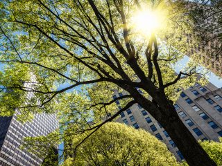 麦迪逊广场花园