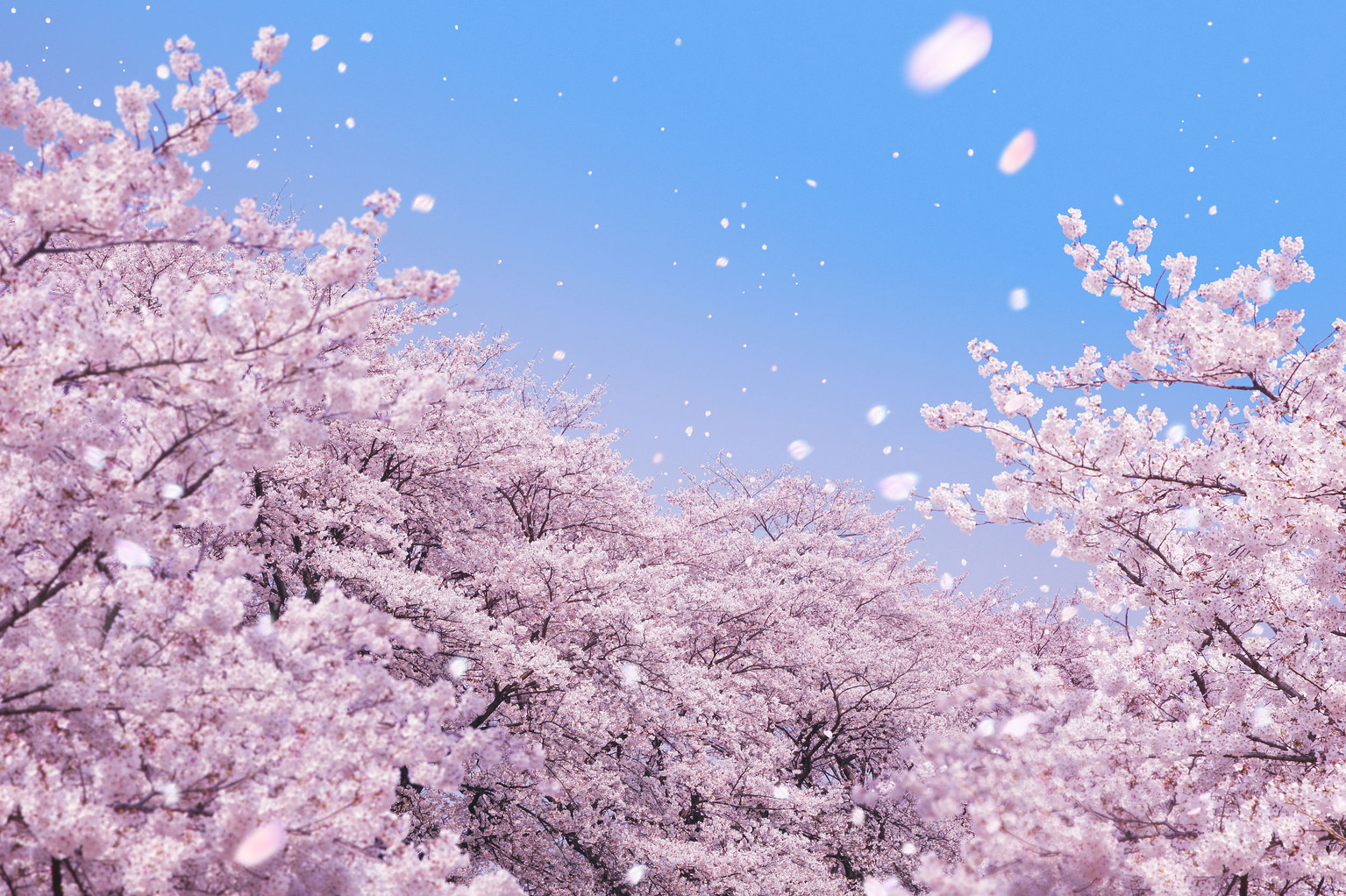 北海道四季体验| 粉彩红白，其实这里是上帝的调色盘_北海道_攻略_途牛