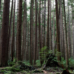 West coast rain forest at Pacific Spirit in Vancouver, British Columbia. 