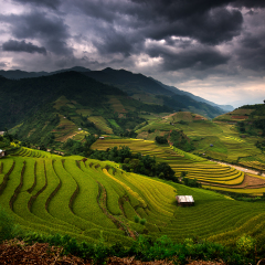 Rice terraces on the mountain.