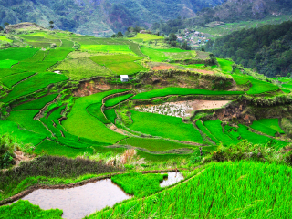科迪勒拉山梯田