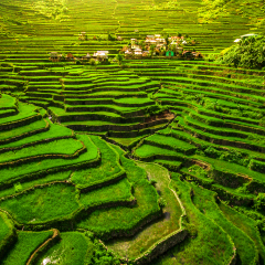 World heritage Ifugao rice terraces in Batad, northern Luzon, Philippines.