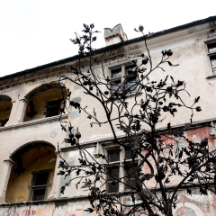 the tree of life in the garden of the catle of Issogne, Italy, details and  location