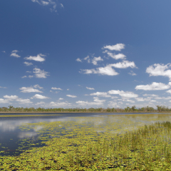 Mareeba Wetlands, Atherton Tablelands, Queensland, Australia
