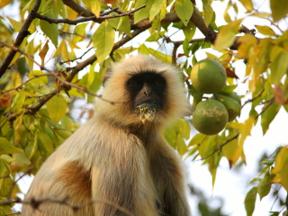 潘纳老虎国家动物园