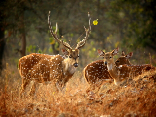 潘纳老虎国家动物园