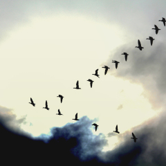 Flying together - Snow Geese on the sky. 