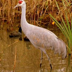 Grey Crane in Wetland, Migratory Bird Sanctuary,Richmond,Canada