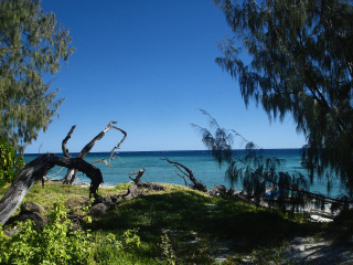马斯格雷夫夫人岛