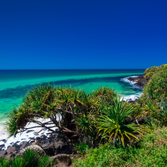 Beach view with a tree in Burleigh Heads National Park, Gold Coast, Australia
