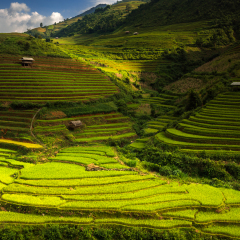 Rice terraces on the mountain.