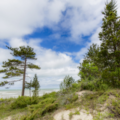 Sand dune with Red Pine Trees next to Lake Huron - Pinery Provincial Park, Ontario, Canada