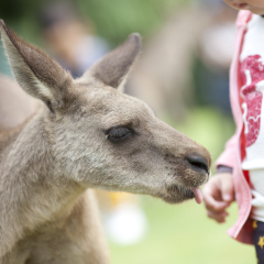 asian boy playing with kangaroo in the shanghai zoo
