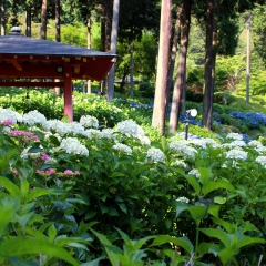 Hydrangea of Mimurotoji Temple