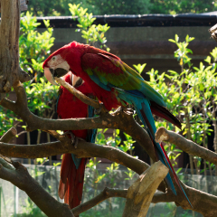Group of Parrots in Shanghai Wild Animal Park