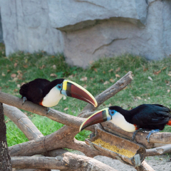 Group of toucans in the Shanghai Wild Animal Park