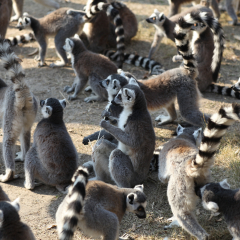 Ring tailed lemur troop in park