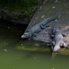 Alligators in the Shanghai Wild Animal Park