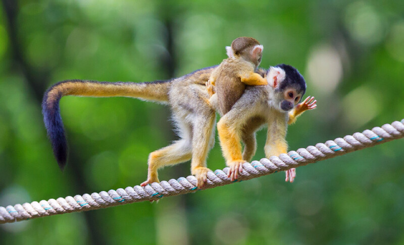 上海野生动物园超全攻略快来认识小伙伴们吧