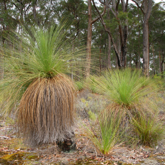 The curious Australian Grass Tree, in Shannon National Park, Western Australia.