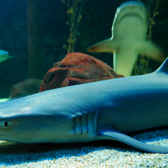 Sharks in aquarium at under world park Langkawi, Malaysia