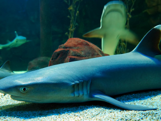 兰卡威水底世界