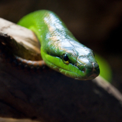 Green Snake in Underwater World Langkawi