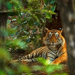 Indian tiger male with first rain, wild animal in the nature habitat, Ranthambore, India. Big cat, endangered animal. End of dry season, beginning monsoon. Tiger laying in green vegetation. Wild Asia.
