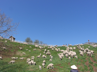 大关岭羊群牧场