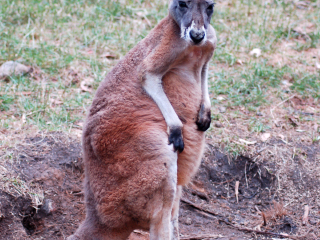 克莱兰德野生动物园 