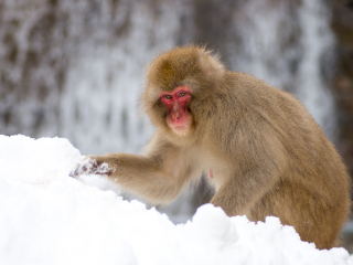 地狱谷野猿公苑