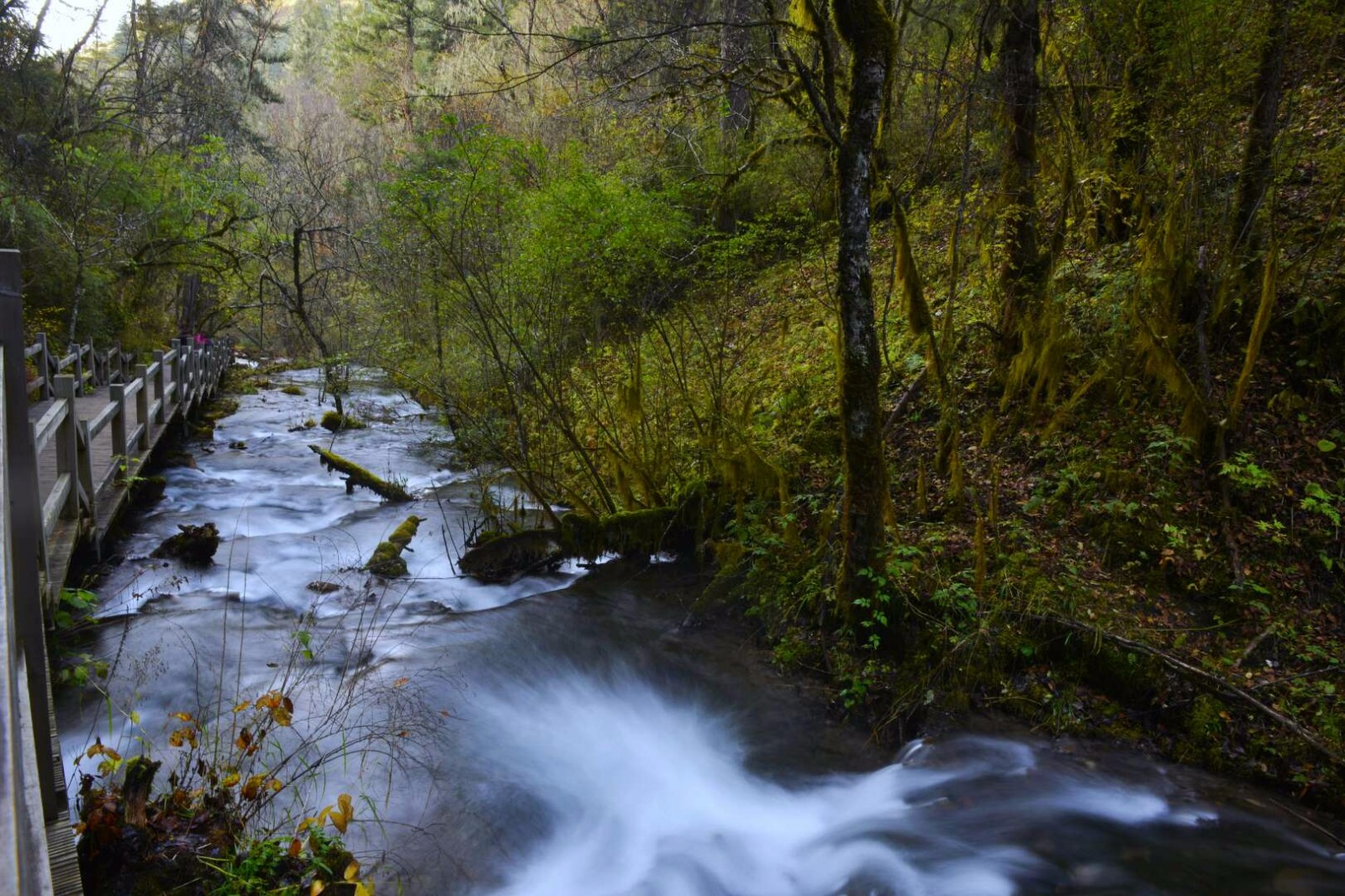 川西黑水县10月27-31日5日绝美彩林游