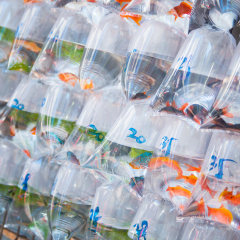 Goldfish in plastic bags for sale at goldfish street in Mong Kok district, Hong Kong