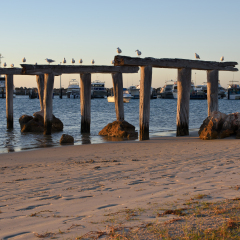 Seagulls find safety on the old wooden loading jetty in Port Denison Marina, Western Australia