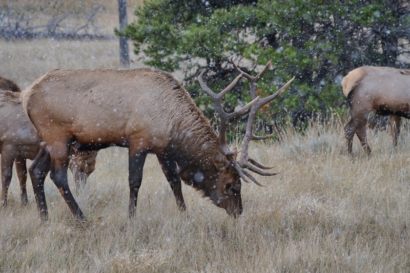 刚开进不久就看到路边一成群的野鹿群在悠闲地吃草.