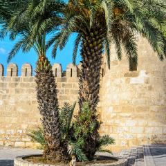 Date palm, homelless cat and stone wall in Medina de Sousse, Tunisia, Africa