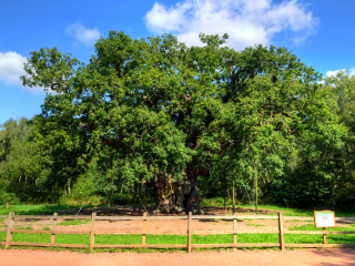 舍伍德森林乡村公园