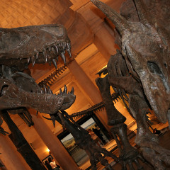 Dinosaur exhibit at Nature History Museum of Los Angeles
